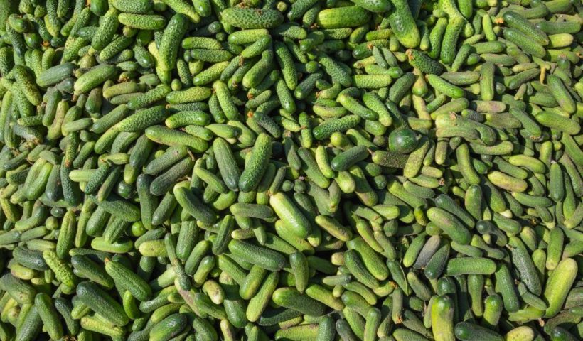Freshly harvested cucumbers are pictured on June 14, 2018 at the Spreewaldbauer Ricken farm in Sellendorf near Baruth, northeastern Germany, after the crop season was launched. (Photo by Patrick Pleul / dpa / AFP) / Germany OUT (Photo credit should read PATRICK PLEUL/DPA/AFP via Getty Images)