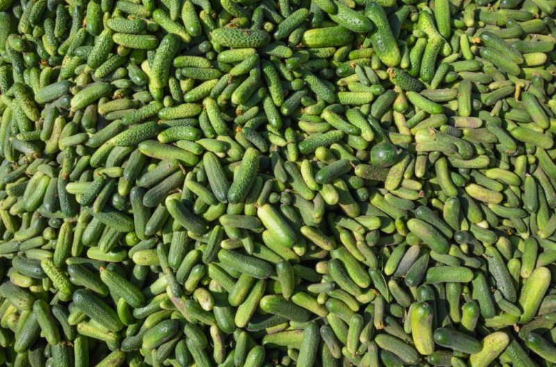 CDC: Cucumber Recall Issued In 26 States Due To Salmonella Outbreak