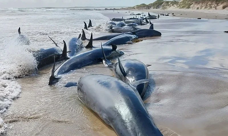 (Photo via: Tasmania’s Marine Conservation Program)