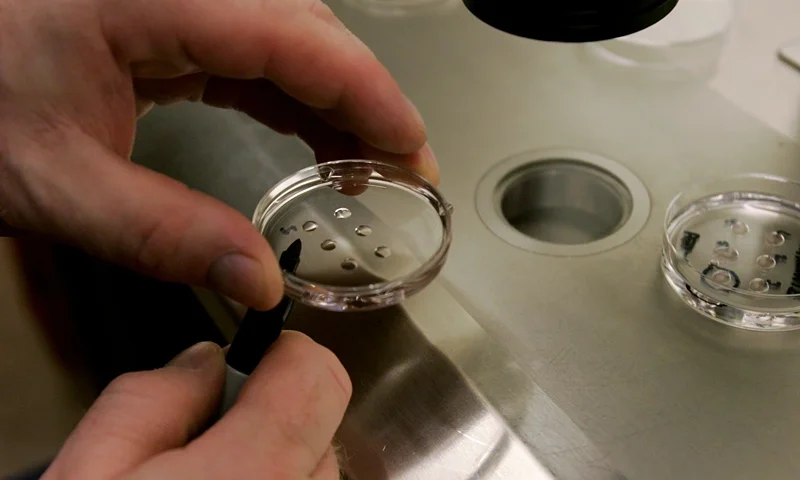 Embryologist Ric Ross holds a dish with human embryos at the La Jolla IVF Clinic February 28, 2007 in La Jolla, California. The clinic accepts donated embryos from around the country through The Stem Cell resource which are then given to stem cell research labs for research. (Photo by Sandy Huffaker/Getty Images)