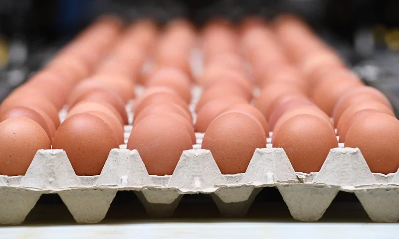 A picture taken in a the poultry farm in Hesbaye region near Namur on August 12, 2017 shows eggs being packed. A scandal involving eggs contaminated with insecticide spread to 15 EU countries, Switzerland and as far away as Hong Kong as the European Commission called for a special meeting on the growing crisis. / AFP PHOTO / JOHN THYS (Photo credit should read JOHN THYS/AFP via Getty Images)