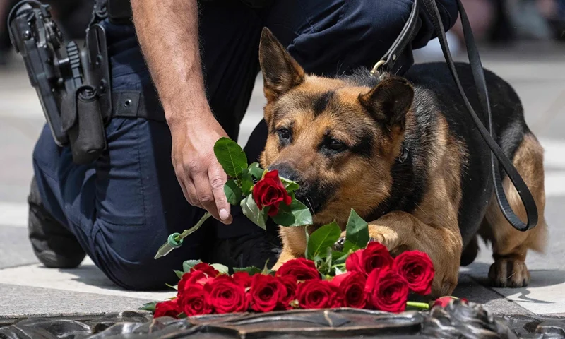 K-9 police officers lay a rose in remembrance of fallen K-9 police dogs during the National Police K9 Memorial Service at the National Law Enforcement Officers Memorial in Washington, DC, on May 11, 2023. (Photo by Jim WATSON / AFP) (Photo by JIM WATSON/AFP via Getty Images)