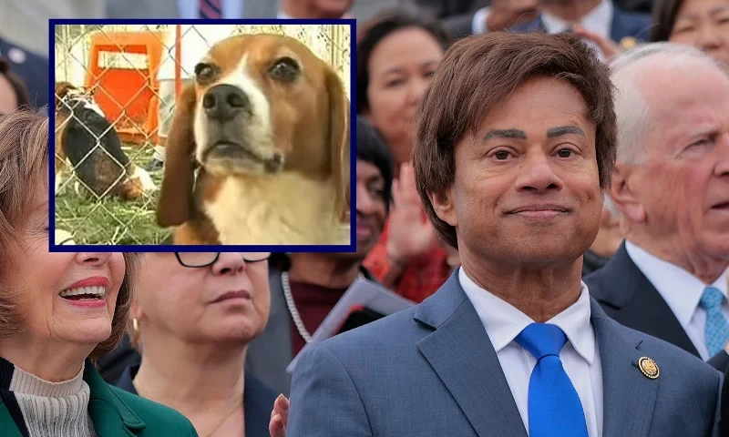 (L) Animal rescue groups were able to rescue the abused dogs and match them with families looking to adopt a pet. (Photo via: Defense of Animals Organization) / (R) WASHINGTON, DC - FEBRUARY 25: (L-R) Rep. Jimmy Gomez (D-CA), Rep. Madeleine Dean (D-PA) and Rep. Nancy Pelosi (D-CA), Rep. Shri Thanedar (D-MI) join fellow Democrats at a press conference speaking out against the Republican budget bill outside of the U.S. Capitol on February 25, 2025 in Washington, DC. The Democrats criticized the bill for cutting funding to Medicare and other social programs putting health care coverage at risk for millions of Americans. (Photo by Chip Somodevilla/Getty Images)