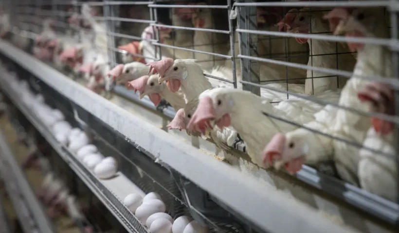 BANDIRMA, TURKEY - FEBRUARY 28: Chickens feed from their cages at Aytekin chicken farm on February 28, 2025 in Bandirma, Turkey. The United States plans to import approximately 420 million eggs from Turkey this year after being struck by outbreaks of avian-flu that have killed more than 17 million egg-laying birds since November 2024. With flocks across the United States being decimated by the outbreak, egg production has dropped forcing the prices off eggs to skyrocket. (Photo by Chris McGrath/Getty Images)