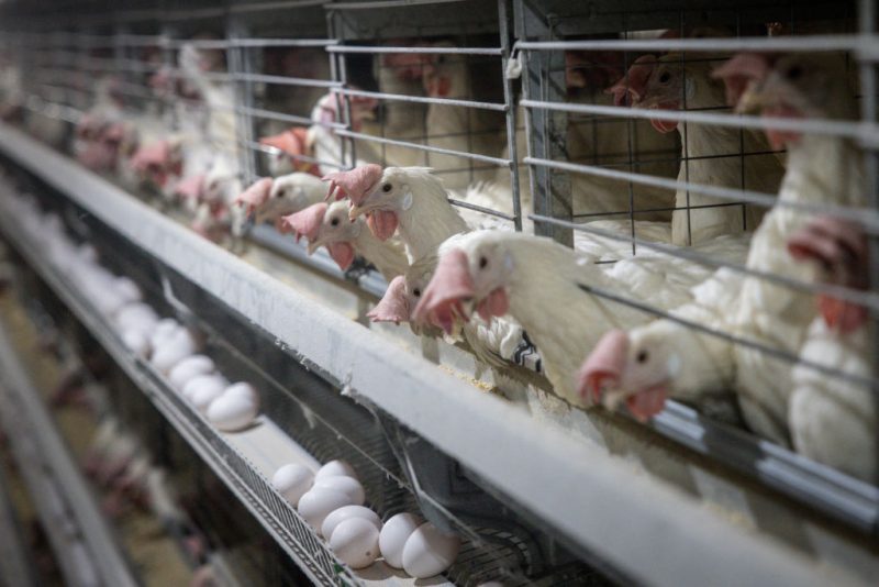 Bird Flu Outbreak Leads To Culling Of 30M Chickens Across Nine States In 2025