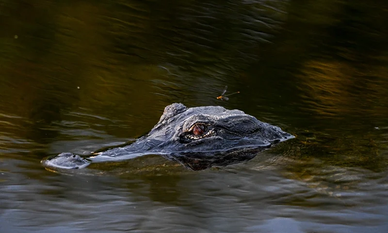 A firefly is seen near an alligator in the water on Earth Day at Everglades National Park, Florida, April 22, 2024. (Photo by CHANDAN KHANNA / AFP) (Photo by CHANDAN KHANNA/AFP via Getty Images)