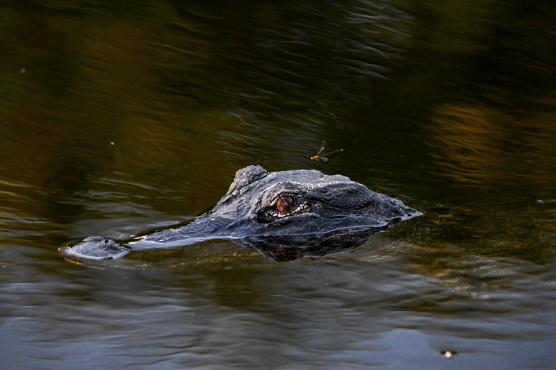 A firefly is seen near an alligator in the water on Earth Day at Everglades National Park, Florida, April 22, 2024. (Photo by CHANDAN KHANNA / AFP) (Photo by CHANDAN KHANNA/AFP via Getty Images)