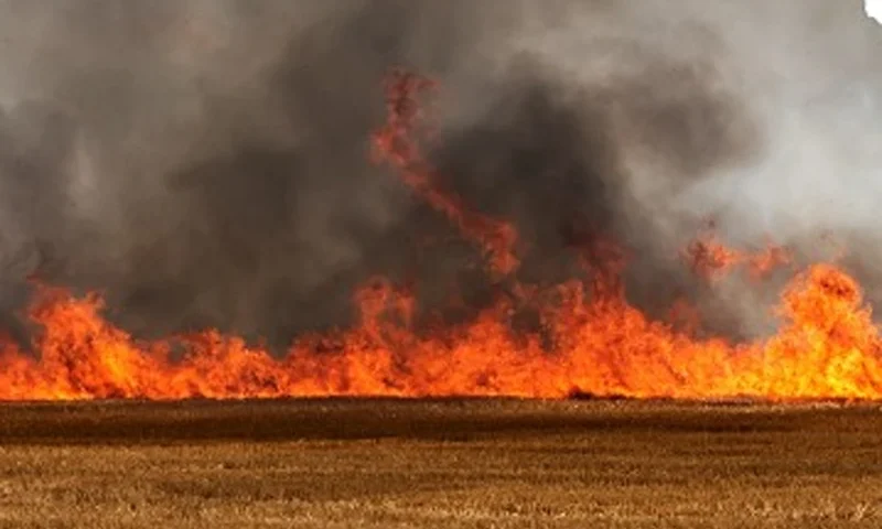 (Photo via: Yolo County)