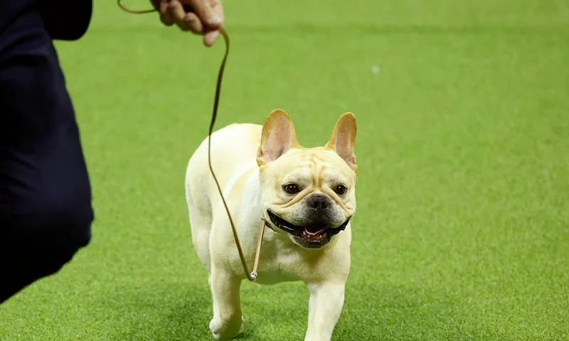 Winston, the French Bulldog, winner of the Non-Sporting Group, competes in the 147th Annual Westminster Kennel Club Dog Show Presented by Purina Pro Plan at Arthur Ashe Stadium on May 08, 2023 in New York City. (Photo by Sarah Stier/Getty Images for Westminster Kennel Club)