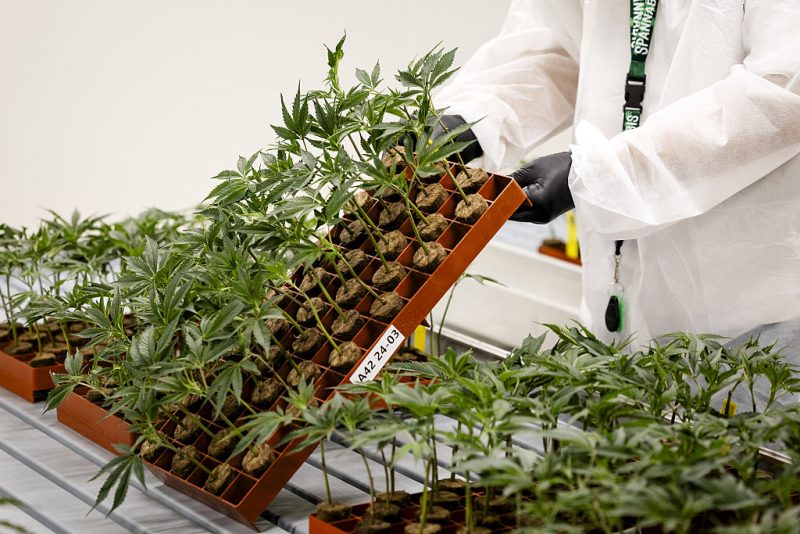 An employee holds a batch of cloned cannabis plants at cannabis grower Hollandse Hoogtes, where regulated cannabis cultivation takes place in a grow center, in Bemmel on April 1, 2025. Weed growers are gearing up for the next phase of the cannabis experiment in which coffeeshops, in the participating municipality, switch entirely to cannabis solely from regulated growers. (Photo by Sem van der Wal / ANP / AFP) / Netherlands OUT (Photo by SEM VAN DER WAL/ANP/AFP via Getty Images)
