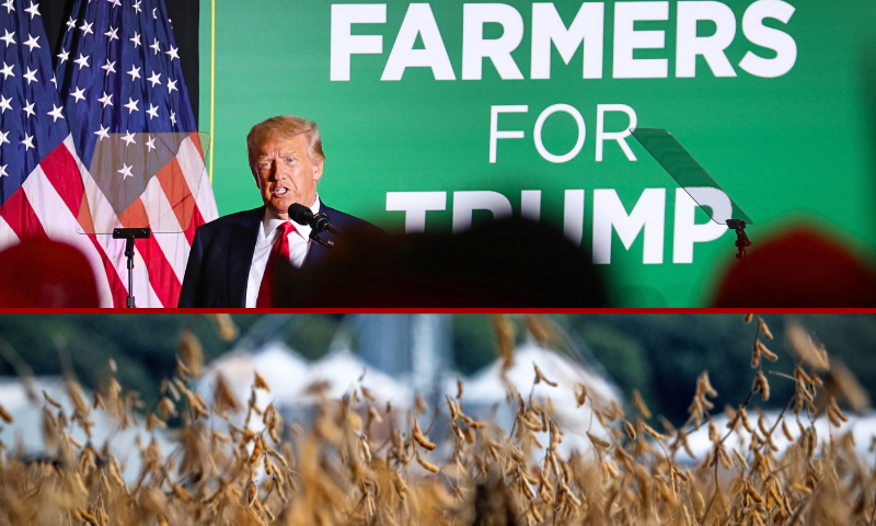 (Top) COUNCIL BLUFFS, IOWA - JULY 07: Former U.S. President Donald Trump speaks to supporters during a Farmers for Trump campaign event at the MidAmerica Center on July 07, 2023 in Council Bluffs, Iowa. The event was Trump's largest in Iowa since a visit to Davenport in March. (Photo by Scott Olson/Getty Images) / (Bottom) Browning soybean pods are seen at Harborview Farm as harvest for the crop nears in Rock Hall, Maryland, on September 23, 2025. (Photo by JIM WATSON / AFP) (Photo by JIM WATSON/AFP via Getty Images)