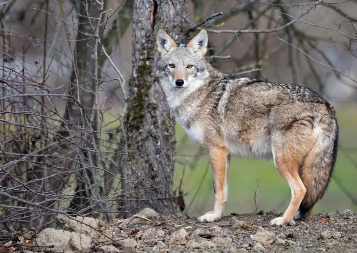 A coyote stands in the animal park of Sainte-Croix on November 22, 2018, in Rhodes, eastern France, as six specimen are recently welcomed for the first time. (Photo by JEAN-CHRISTOPHE VERHAEGEN / AFP) (Photo credit should read JEAN-CHRISTOPHE VERHAEGEN/AFP via Getty Images)