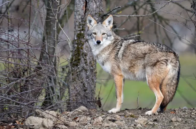 A coyote stands in the animal park of Sainte-Croix on November 22, 2018, in Rhodes, eastern France, as six specimen are recently welcomed for the first time. (Photo by JEAN-CHRISTOPHE VERHAEGEN / AFP) (Photo credit should read JEAN-CHRISTOPHE VERHAEGEN/AFP via Getty Images)