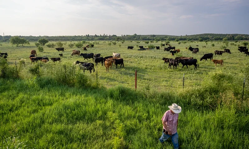 QUEMADO, TEXAS - JUNE 13: Farmer Jose Esquivel begins to leave after surveying his field of cattle on June 13, 2023 in Quemado, Texas. Ranchers and farmers have begun culling their cattle herds due to drought and high costs in the region, threatening a potentially steep climb in prices for the country's supply of beef. (Photo by Brandon Bell/Getty Images)