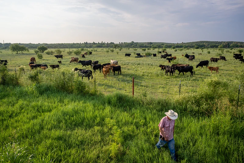 QUEMADO, TEXAS - JUNE 13: Farmer Jose Esquivel begins to leave after surveying his field of cattle on June 13, 2023 in Quemado, Texas. Ranchers and farmers have begun culling their cattle herds due to drought and high costs in the region, threatening a potentially steep climb in prices for the country's supply of beef. (Photo by Brandon Bell/Getty Images)