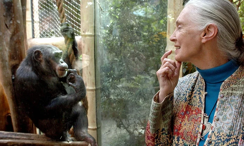 MAGDEBURG, Germany: Jane Goodall, the world's foremost authority on chimpanzees, communicates with chimpanzee Nana, 06 June 2004 at the zoo of Magdeburg (eastern Germany). The British primatologist began her pioneering study of chimpanzees more than 40 years ago in Tanzania. AFP PHOTO DDP/JENS SCHLUETER GERMANY OUT (Photo credit should read JENS SCHLUETER/DDP/AFP via Getty Images)