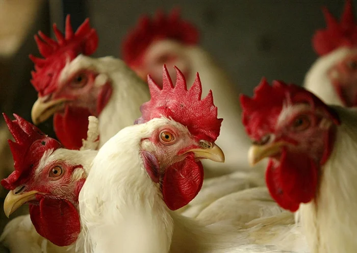 Chickens are seen sitting in their cages at a poultry farm, February 6, 2004. (Photo by Dimas Ardian/Getty Images)