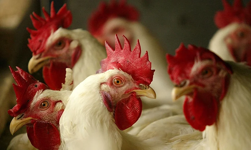 Chickens are seen sitting in their cages at a poultry farm, February 6, 2004. (Photo by Dimas Ardian/Getty Images)