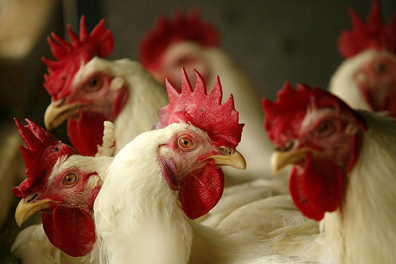 Chickens are seen sitting in their cages at a poultry farm, February 6, 2004. (Photo by Dimas Ardian/Getty Images)