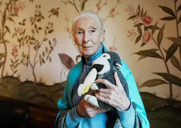 British primatologist, ethologist and anthropologist Jane Goodall poses for a picture at the British Embassy, in Buenos Aires, Argentina, August 15, 2024. REUTERS/Irina Dambrauskas