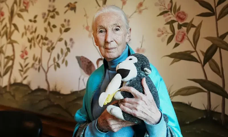 British primatologist, ethologist and anthropologist Jane Goodall poses for a picture at the British Embassy, in Buenos Aires, Argentina, August 15, 2024. REUTERS/Irina Dambrauskas