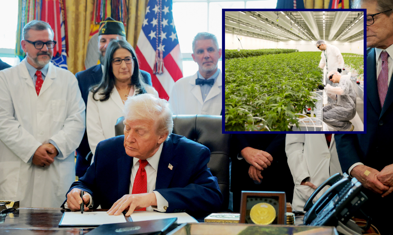 (Background) WASHINGTON, DC - DECEMBER 18: U.S. President Donald Trump signs an executive order in the Oval Office of the White House on December 18, 2025 in Washington, DC. During the ceremony, Trump signed the order reclassifying marijuana as a schedule III drug. (Photo by Anna Moneymaker/Getty Images) / (R) Employees inspect cannabis plants at cannabis grower Hollandse Hoogtes, where regulated cannabis cultivation takes place in a grow center, in Bemmel on April 1, 2025. Weed growers are gearing up for the next phase of the cannabis experiment in which coffeeshops, in the participating municipality, switch entirely to cannabis solely from regulated growers. (Photo by Sem van der Wal / ANP / AFP) / Netherlands OUT (Photo by SEM VAN DER WAL/ANP/AFP via Getty Images)