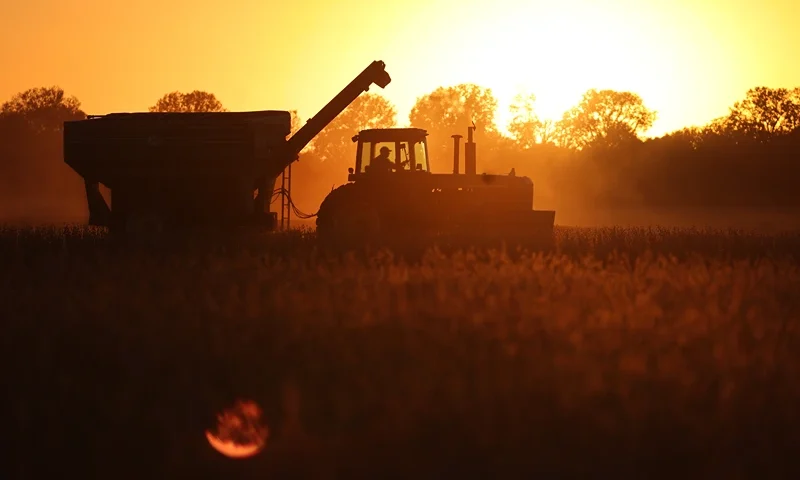 WYATT, MISSOURI - OCTOBER 17: A farmer harvests soybeans in a field along the Mississippi River on October 17, 2022 near Wyatt, Missouri. Lack of rain in the Ohio River Valley and along the Upper Mississippi has the Mississippi River south of Cairo nearing record low levels which is wreaking havoc with barge traffic, driving up shipping prices and threatening crop exports and fertilizer shipments as the soybean and corn harvest gets into full swing. (Photo by Scott Olson/Getty Images)