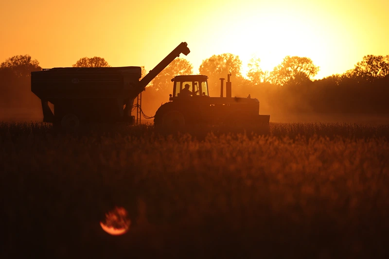 WYATT, MISSOURI - OCTOBER 17: A farmer harvests soybeans in a field along the Mississippi River on October 17, 2022 near Wyatt, Missouri. Lack of rain in the Ohio River Valley and along the Upper Mississippi has the Mississippi River south of Cairo nearing record low levels which is wreaking havoc with barge traffic, driving up shipping prices and threatening crop exports and fertilizer shipments as the soybean and corn harvest gets into full swing. (Photo by Scott Olson/Getty Images)